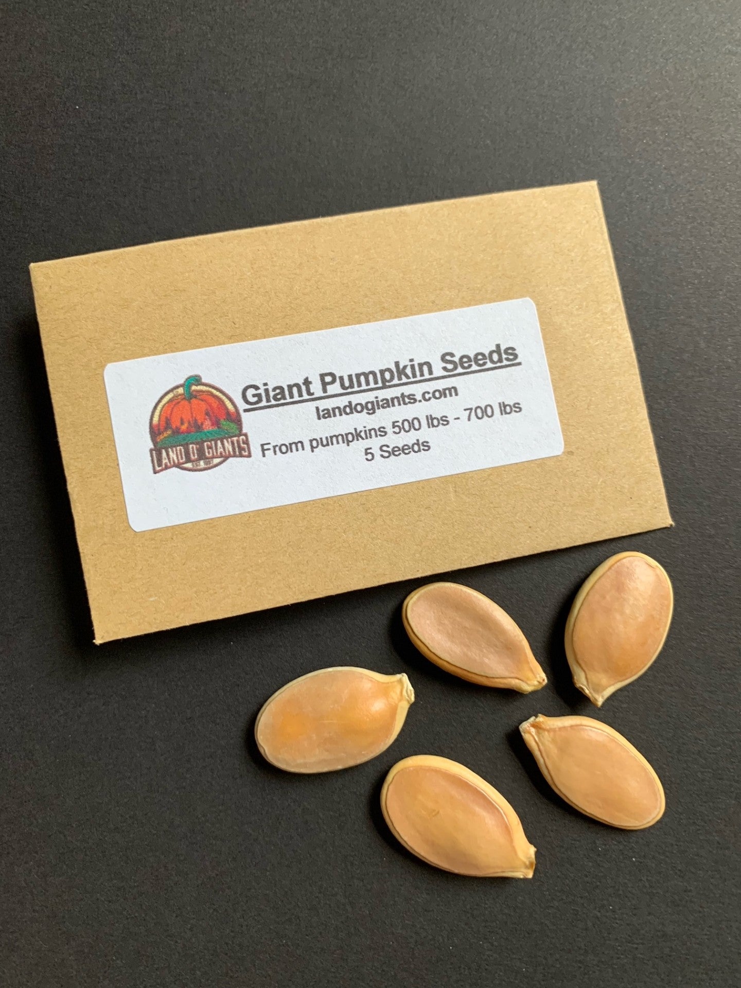 Giant Pumpkin Seeds (5 count): 500-700 lbs