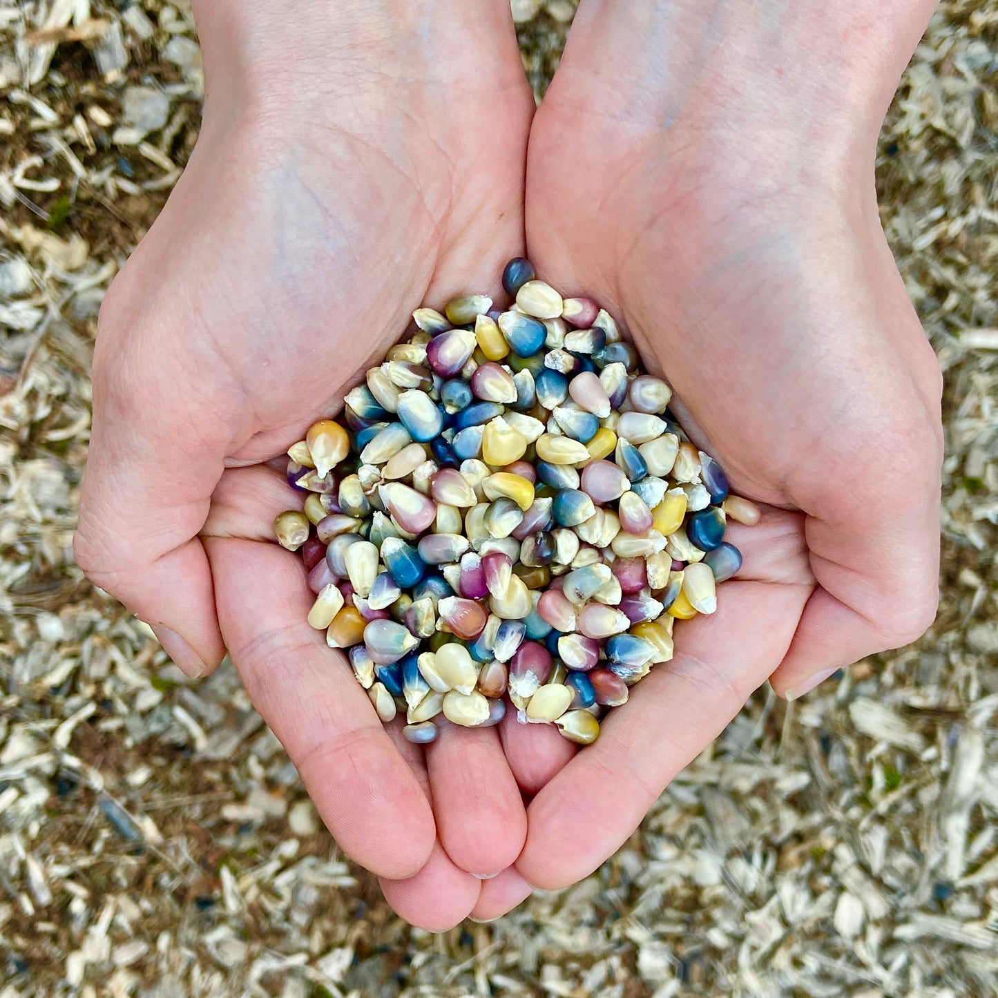 Glass Gem Corn Seeds