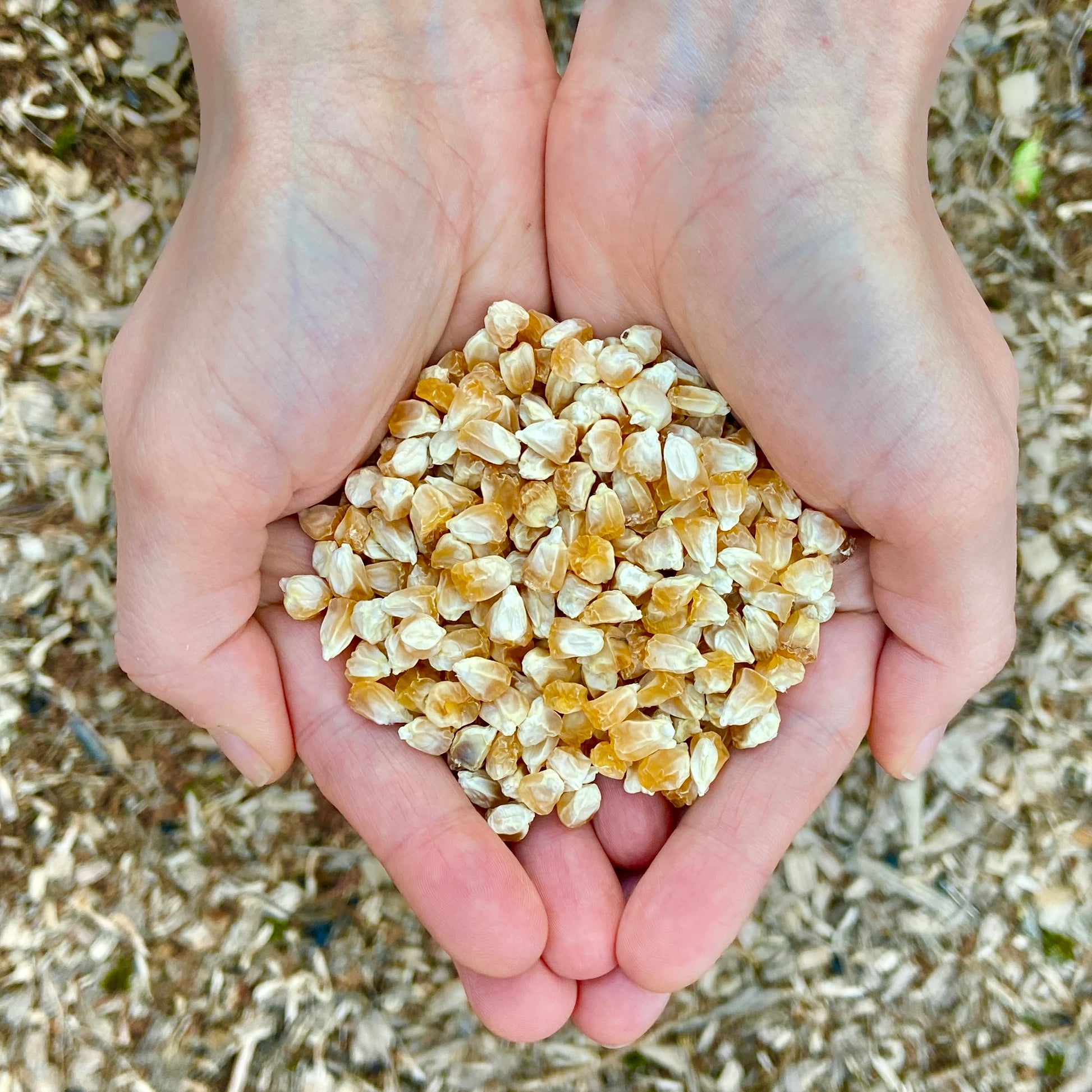 plant corn seeds Bodacious Sweet Corn Seeds