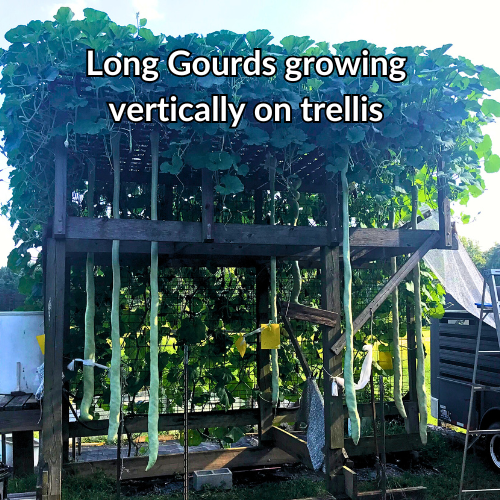 Long Gourd Premium Seeds: 133.5-23 Houston