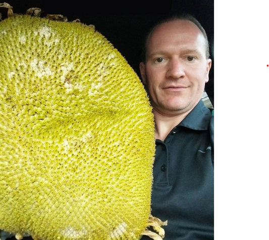 Premium Wide Sunflower Seeds