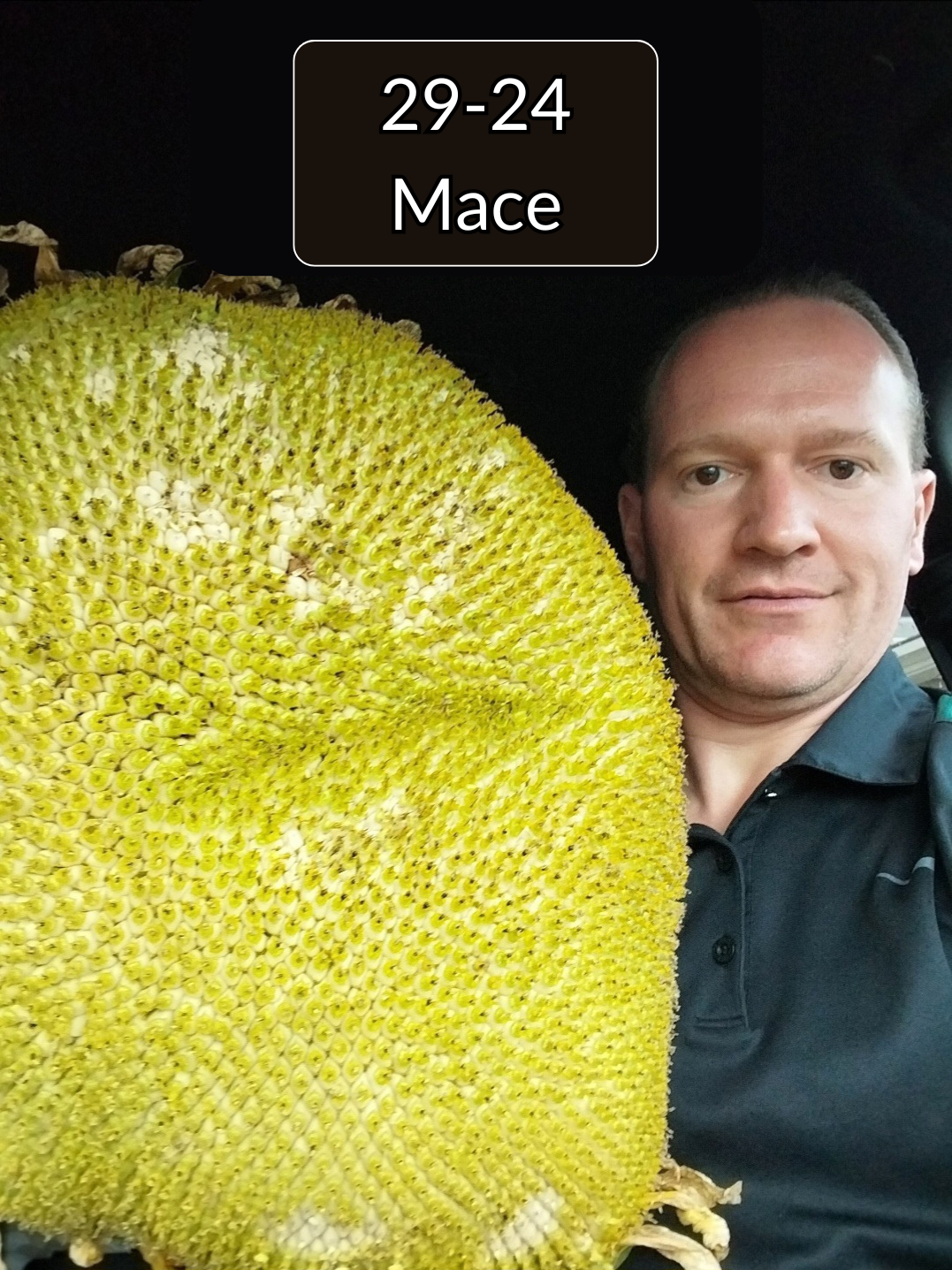 Premium Wide Sunflower Seeds