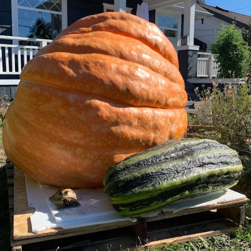 Giant Marrow Seeds – Land O’ Giants