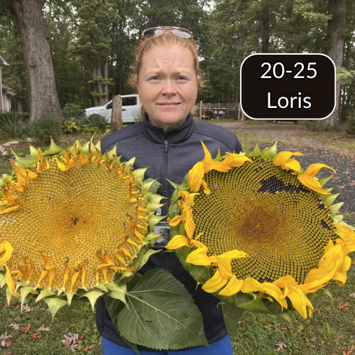 Premium Wide Sunflower Seeds