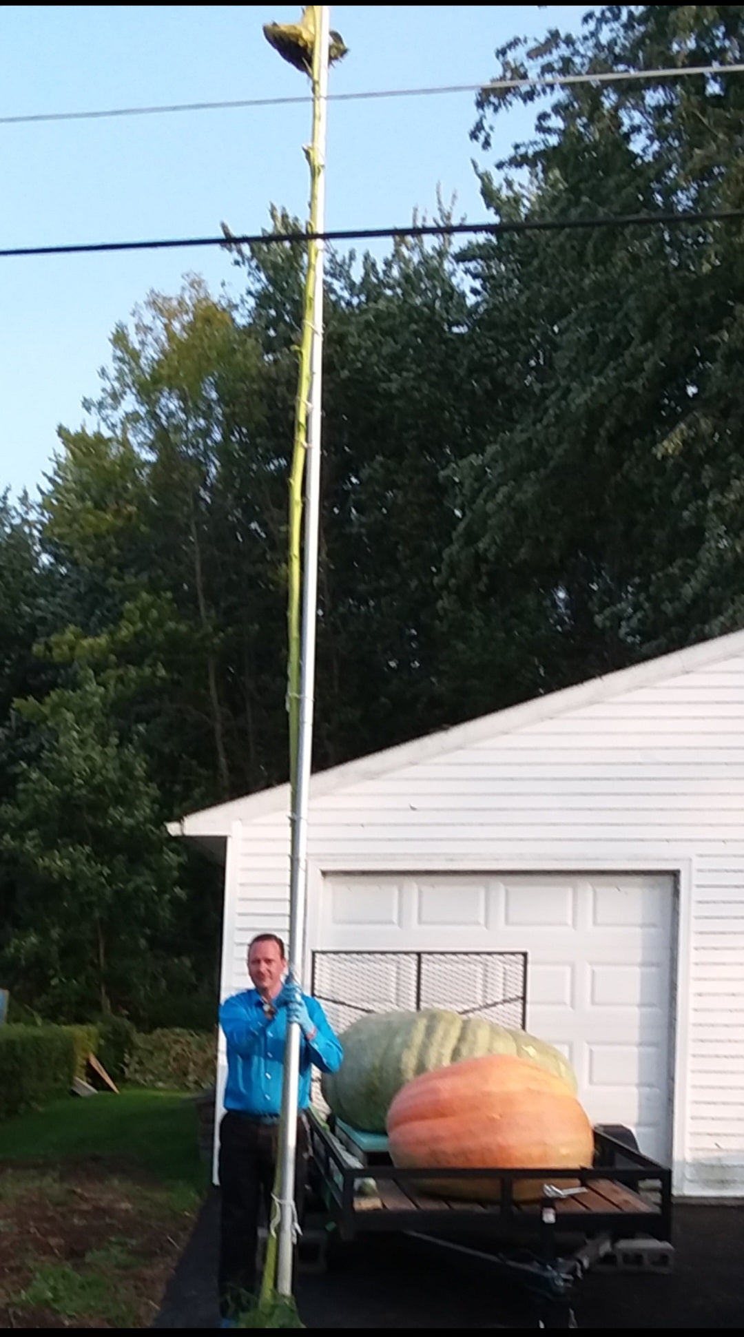 Premium Tall Sunflower Seeds