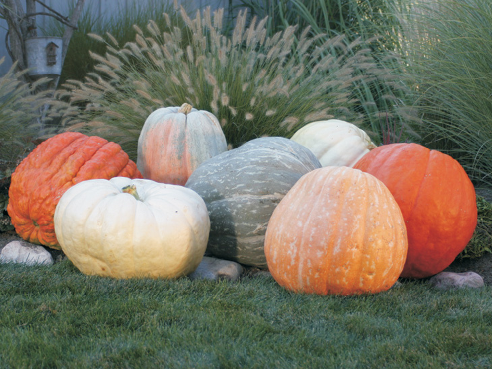 World of Color Pumpkins – Land O’ Giants